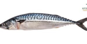 Nigeria Titus Fish